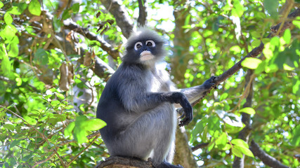 Look at activity of  Trachypithecus  on tree in the forest.