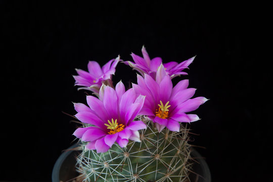 Close up beautiful blooming cactus flowers on black