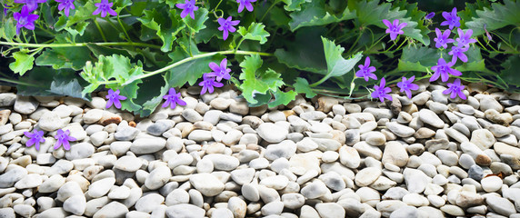 glockenblume auf weissen kieselsteinen