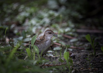 Baillon's Crake ( Porzana pusilla )