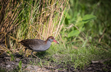 Slaty-breasted Rail ( Gallirallus striatus )
