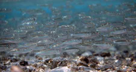 underwater world - school of tiny bright hardyheads fish swimming in a clear blue water over coral reef sandy bottom, in Guraidhoo island, Maldives