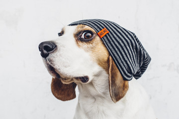Beagle dog in striped hipster hat looking funny