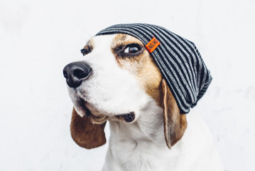 Beagle dog in striped hipster hat looking askance 