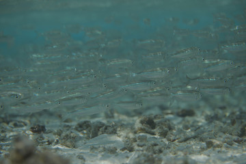 underwater world - school of tiny bright hardyheads fish swimming in a clear blue water over coral reef sandy bottom, in Guraidhoo island, Maldives
