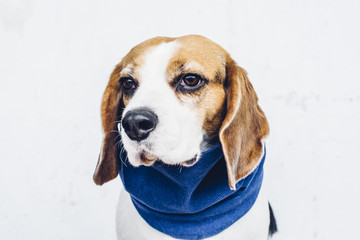 Beagle dog in blue scarf looking away