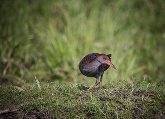 Slaty-breasted Rail ( Gallirallus striatus )