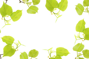 Fototapeta premium A spring frame with linden tree branches isolated on white background. An overhead photo, flat lay, top view. Spring mood holidays border. Lime twigs photo from above.