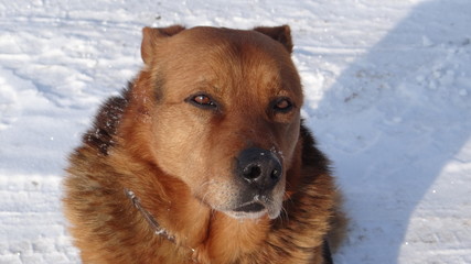 Red dog in the snow.