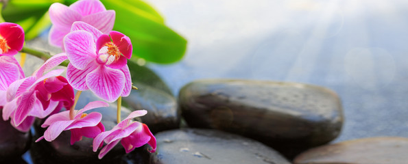 Obraz na płótnie Canvas Black spa stones and pink orchid flowers .