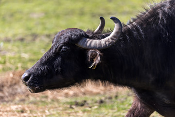 Buffalo grazing next to the river Strymon in Northern Greece.
