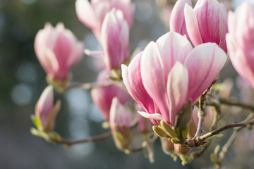 Pink flowers and buds, of Magnolia close up