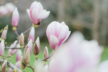 Obraz na płótnie Canvas A delicate flower of pink Magnolia on a branch