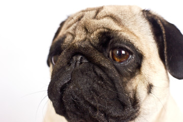 The pug dog sits and looks directly into the camera. Sad big eyes.