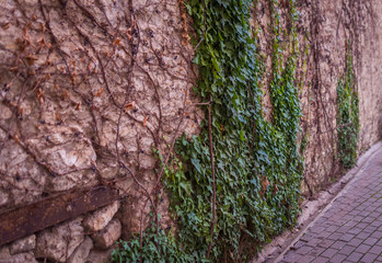 old stoned wall with a green leaves