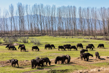 Buffalo grazing next to the river Strymon in Northern Greece.