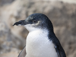Little Penguin in the Discovery Centre on Penguin Island, Western Australia