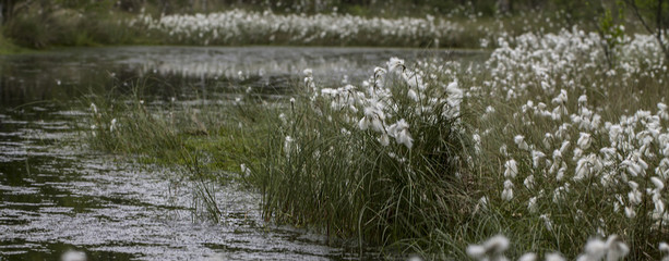 Wollgräser (Eriophorum)   
