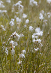 Wollgräser (Eriophorum)   
