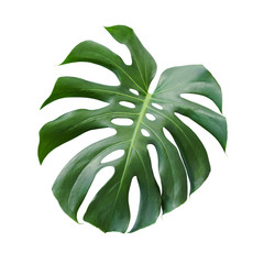 Monstera deliciosa tropical leaf isolated on white background with clipping path