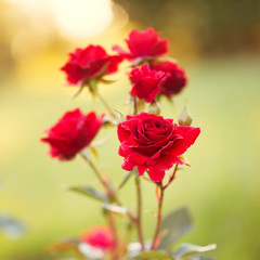 Vintage red garden roses. Outdoor nature photo in fresh sunny morning with warm yellow red colors