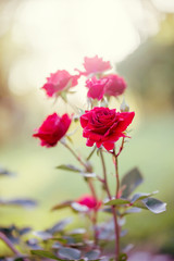 Vintage red garden roses. Flowers in fresh morning