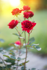 Garden flowers. Red roses. Nature view