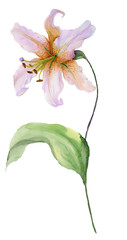 Beautiful lily flower on a stem with green leaves and buds.  Watercolor painting. Hand painted. Isolated on white background. Floral illustration.