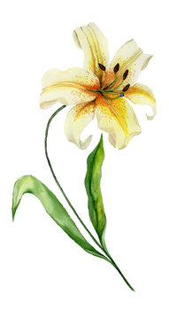 Beautiful Yellow Lily Flower On A Stem With Green Leaves. Watercolor Painting. Floral Illustration. Hand Painted. Isolated On White Background.