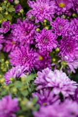 Fototapeta premium Lilac pink flowers background. Flowers in green grass. Summer
