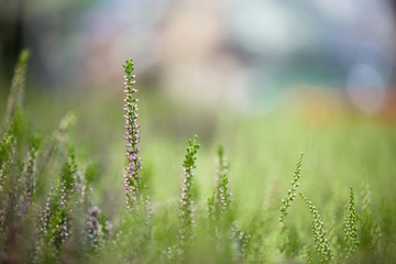 Plants in field in summer. Green grass and flowers. Sunny photo in field
