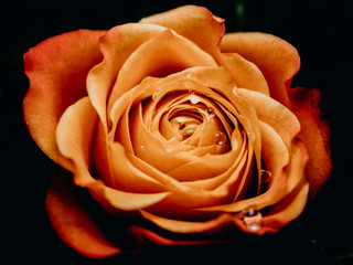 A orange rose on a dark backround