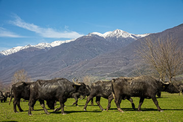 Buffalo grazing next to the river Strymon in Northern Greece.