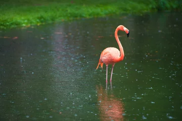 Photo sur Plexiglas Flamant The pink Caribbean flamingo goes on water. Pink flamingo goes on a swamp