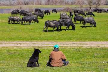 Buffalo grazing next to the river Strymon in Northern Greece.