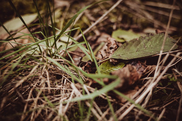 Fallen autumn leaves and grass on the ground