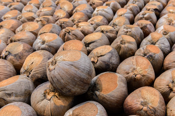 Coconut Perfume is cutting head for Breeds
