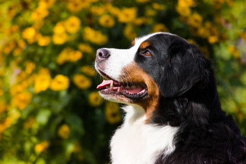 Bernese mountain dog posing outside in the nature.