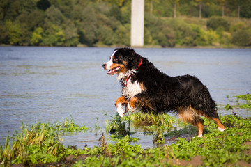 Bernese mountain dog posing outside in the nature.