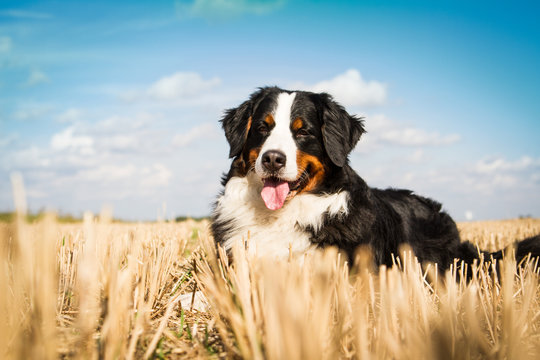 Bernese mountain dog posing outside in the nature.