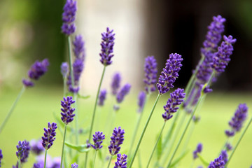 Obraz premium lawenda