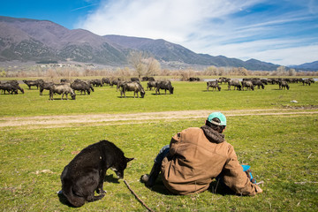 Buffalo grazing next to the river Strymon in Northern Greece.