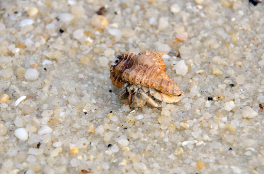 Colorful wild crab with shell (Paguroidea on the beach)