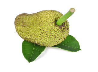 Jackfruit isolated on white background