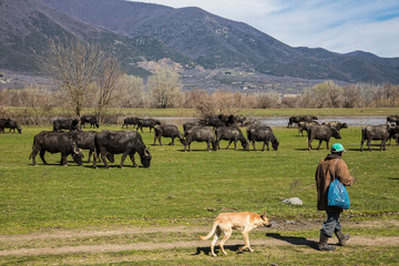 Buffalo grazing next to the river Strymon in Northern Greece.