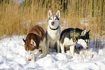 Three Siberian Husky dogs sitting outdoors on a snow in winter