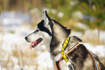 The portrait of a black and white Siberian Husky dog wearing a collar and a harness and posing outdoors in winter