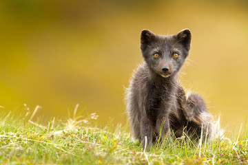 Fototapeta premium Arctic Fox in Summer at Iceland