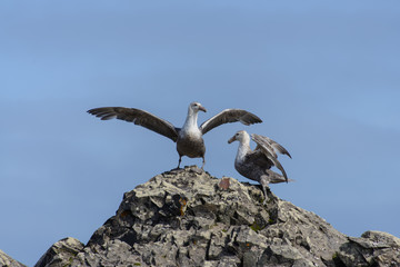 Giant petrels on rock