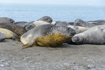 Elephant seals on beach